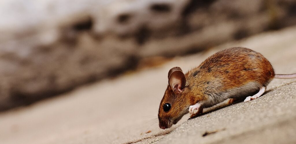 Here is How to Solve Your Rat Problem